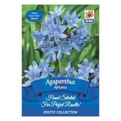 Agapanthus africanus