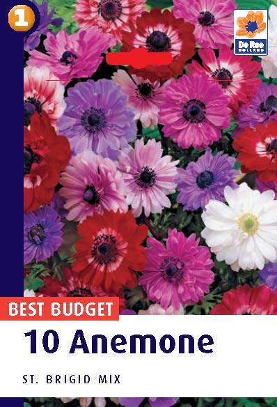 Anemone St Brigid
