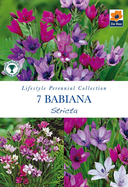 Babiana Stricta