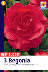 Begonia Double Pink