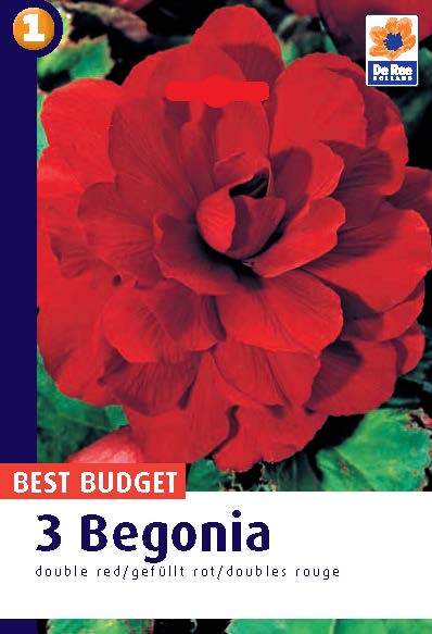 Begonia Double Red