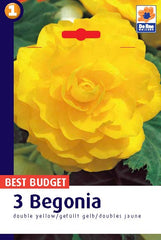 Begonia Double Yellow