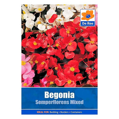 Begonia Semperflorens Mixed