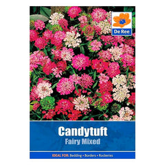 Candytuft Fairy Mixed