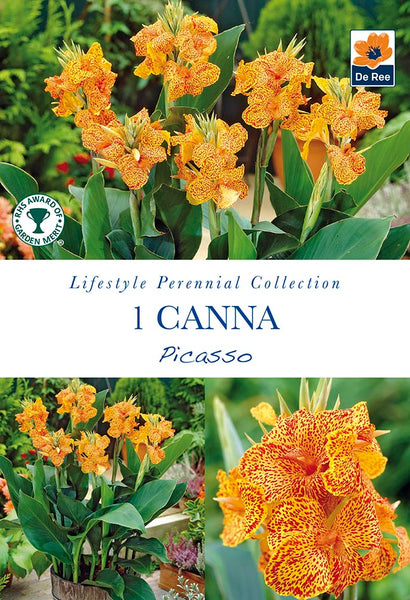 Canna Picasso