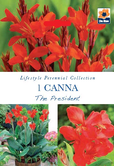 Canna The President