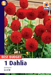 Dahlia Pompon Glow