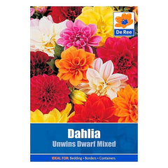Dahlia Unwins Dwarf Mixed