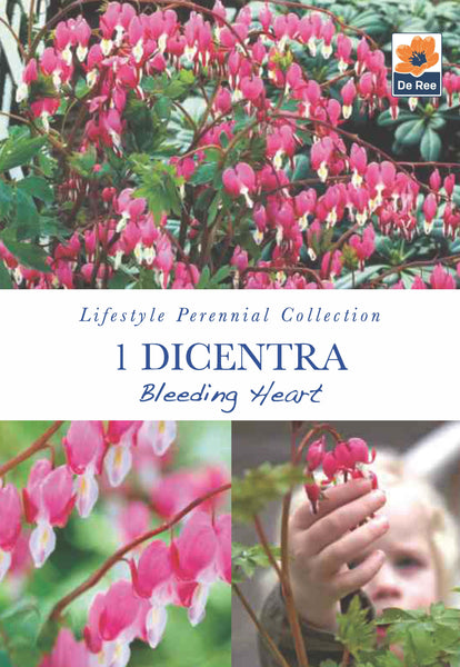Dicentra Bleeding Heart