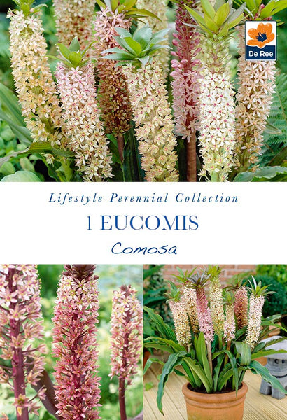 Eucomis Comosa