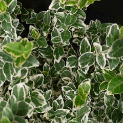 Euonymus Emerald Gaiety