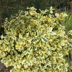 Euonymus fortunei 'Emerald 'n' Gold 1l