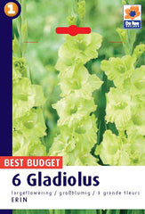 Gladioli Erin