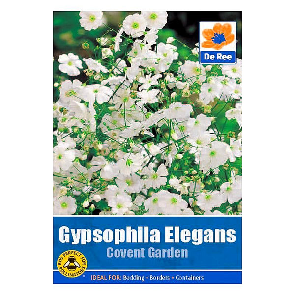 Gypsophila Elegans Covent Garden