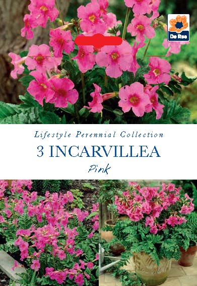 Incarvillea Pink