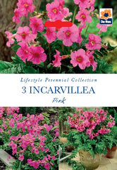 Incarvillea Pink