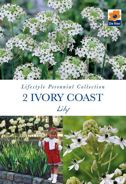 Ivory Coast Lily