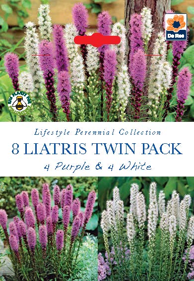 Liatris Twin Pack Purple & White