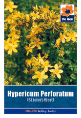 Hypericum Perforatum St John's Wort