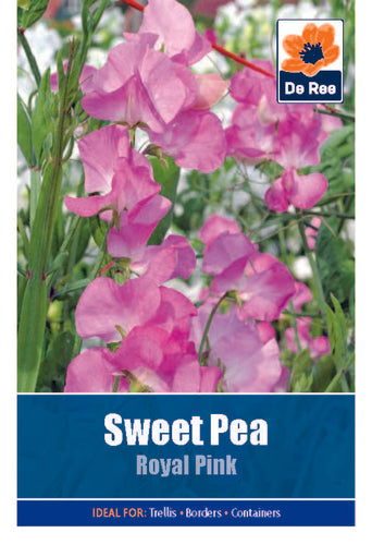 Sweet Pea Royal Pink