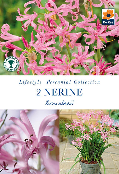 Nerine Bowdenii
