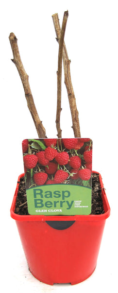 Rasberry 2litre