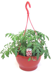 Tomato hanging basket