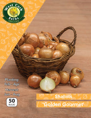 Shallots Golden Gourmet 50bulb