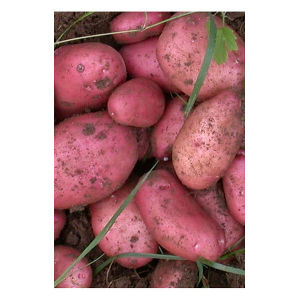 Potatoes - Sarpo Mira Maincrop -  2Kg Nets