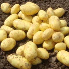 Golden Wonder Seed Potatoes 2kg