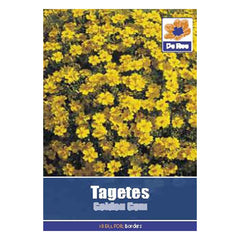 Tagetes Golden Gem