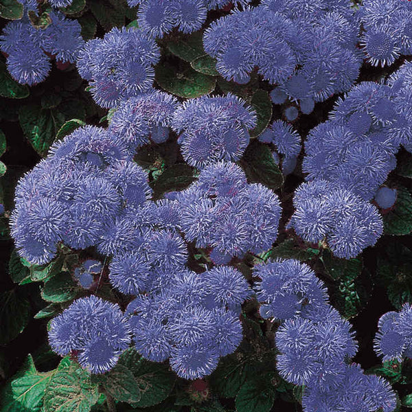 De Ree Ageratum Blue Mink