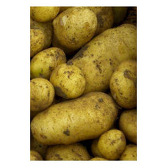 Potatoes - British Queen Second Earlies - 2Kg Nets