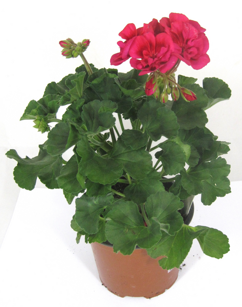 Geranium 13cm pot