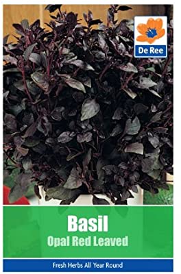 De Ree Basil Opal Red Leaved
