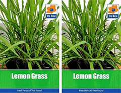Lemon Grass