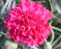 Dianthus Frilly 1litre