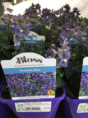 Nemesia blue rose