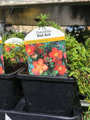 Potentilla fructicosa red ace 1l