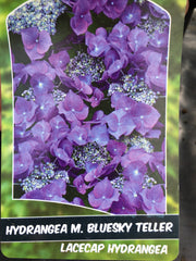 Hydreanga bluesky teller 7.5l