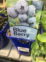 Blueberry 2l