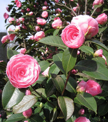 Camellia 3l