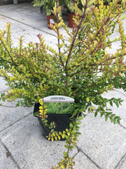 Lonicera nitida gold 1l