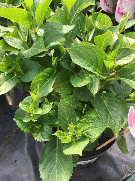 Hydreanga soft pink salsa 7.5l