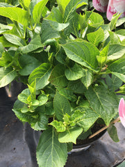 Hydreanga soft pink salsa 7.5l