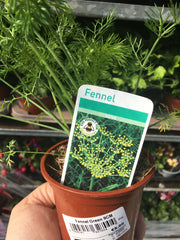 Fennel 9cm