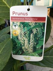 Prunus rotundifolia