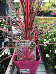 Cordyline Charlie boy 2l