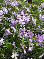 Phlox