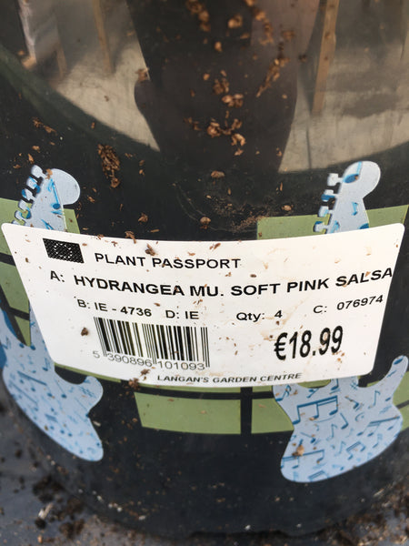 Hydreanga soft pink salsa 7.5l
